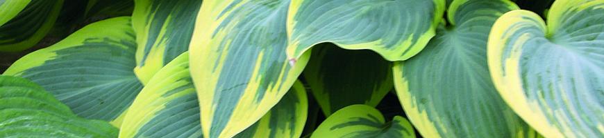 Hosta