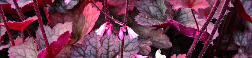 Heuchera