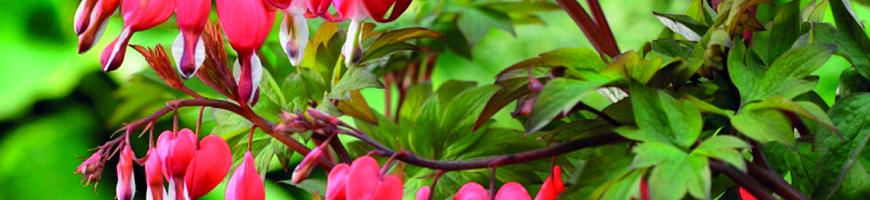 Dicentra