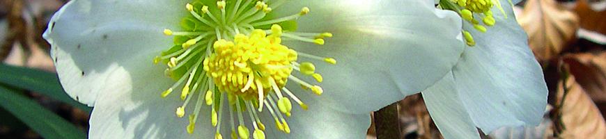 Helleborus