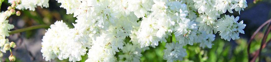 Filipendula