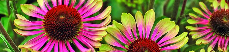 Echinacea