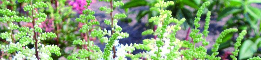 Astilbe