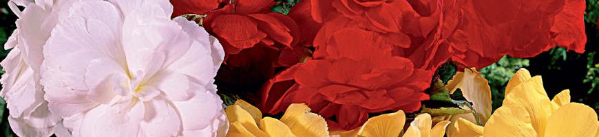 Begonia