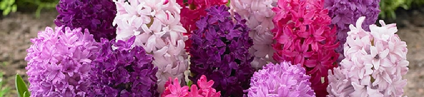 Hyacinths