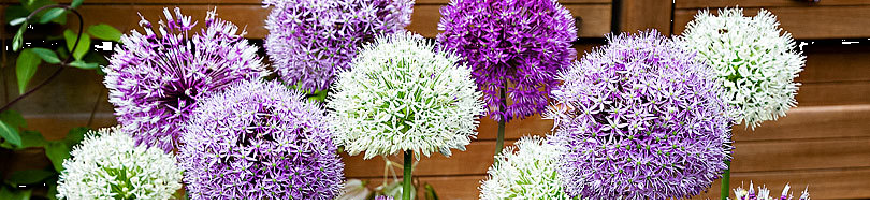 Allium