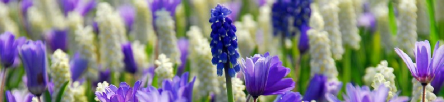 Muscari