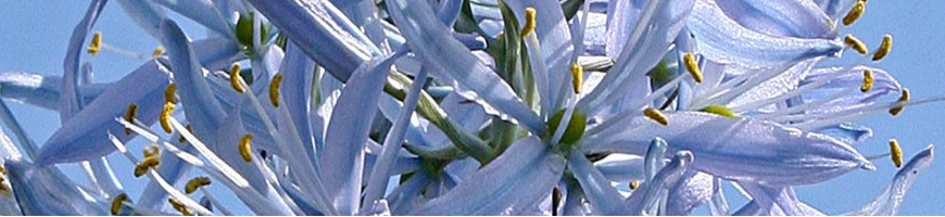 Camassia