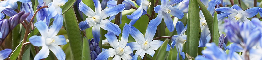 Chionodoxa