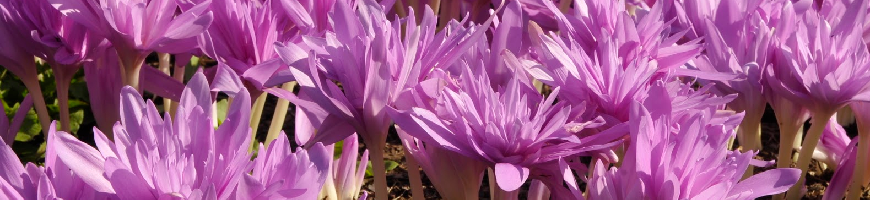 Colchicum