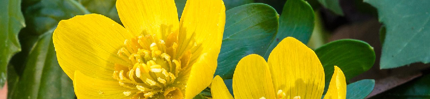 Eranthis