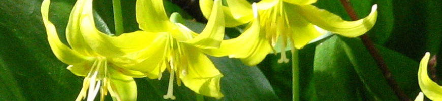 Erythronium