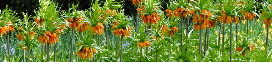 Fritillaria