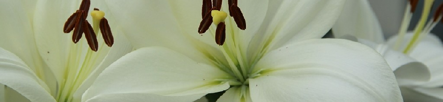 Lilium