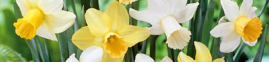 Narcissus