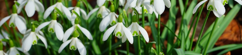Galanthus