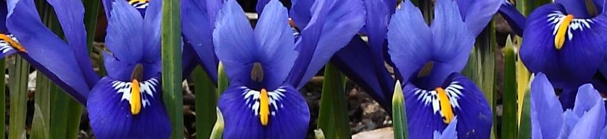 Iris