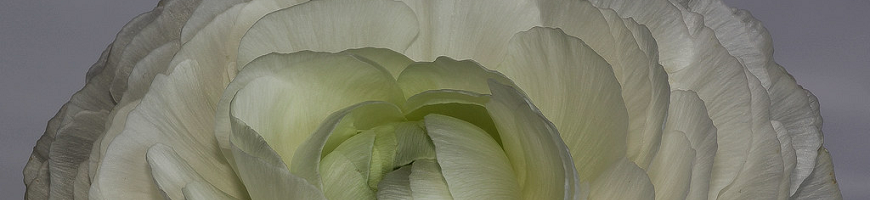 Ranunculus