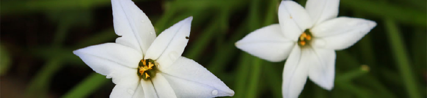 Ipheion