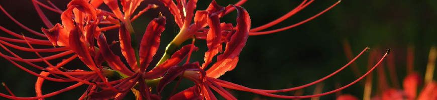 Lycoris