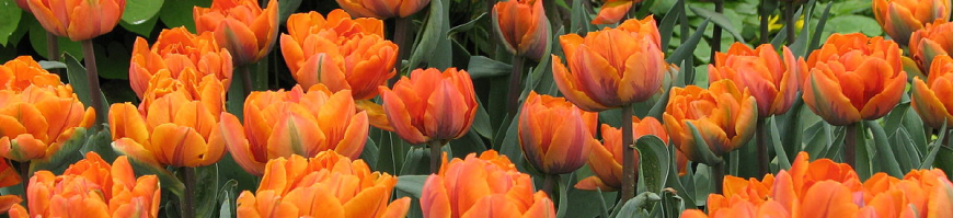 Double Early Tulips