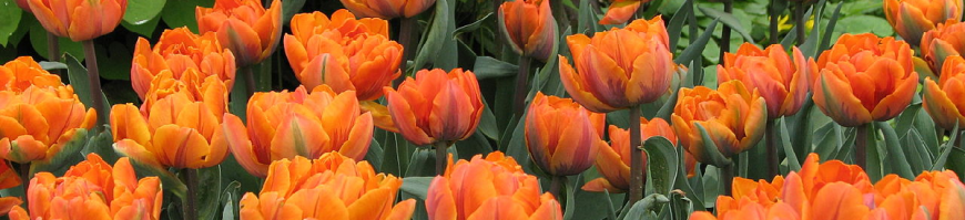  Double Early Tulips