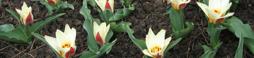 Kaufmanniana Tulips