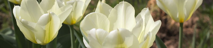 Fosteriana Tulips