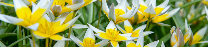 Miniature Tulips