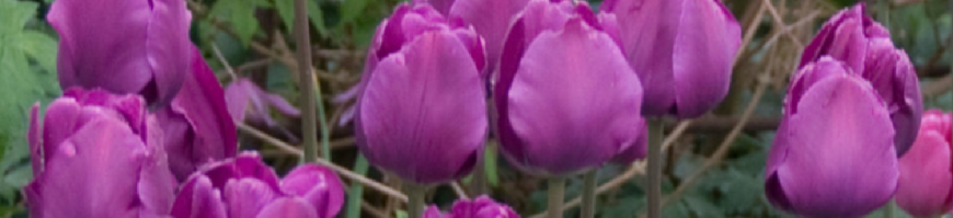 Single Early Tulips