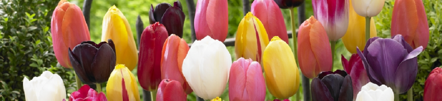 Single Late Tulips