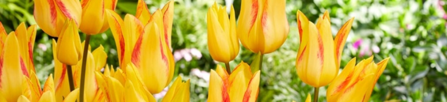 Bunch Flowering Tulips