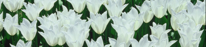 Lily Flowering Tulips