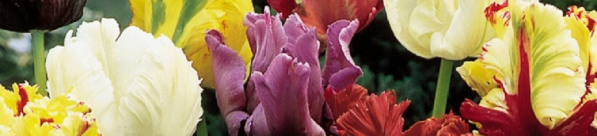 Parrot Tulips