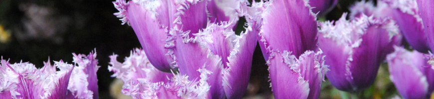 Fringed Tulips