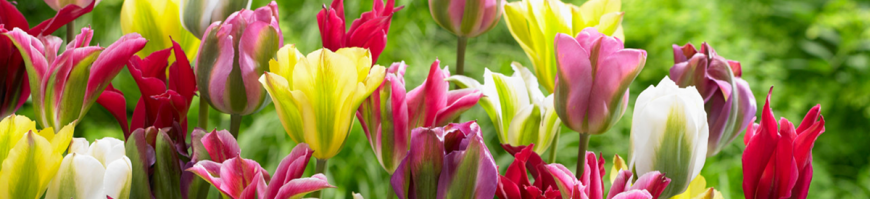 Viridiflora Tulips 