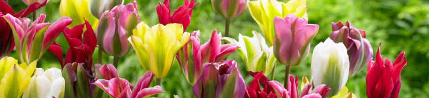 Viridiflora Tulips