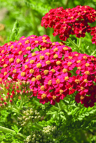Achillea
