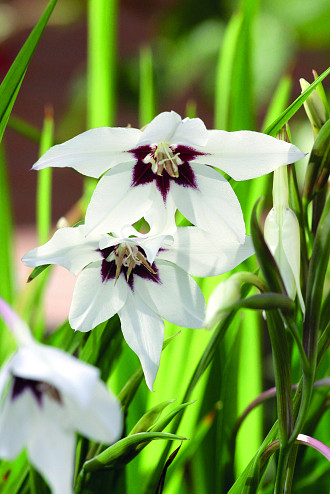 Acidanthera (Gladiolus callianthus)