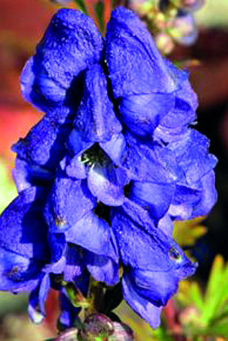 Aconitum