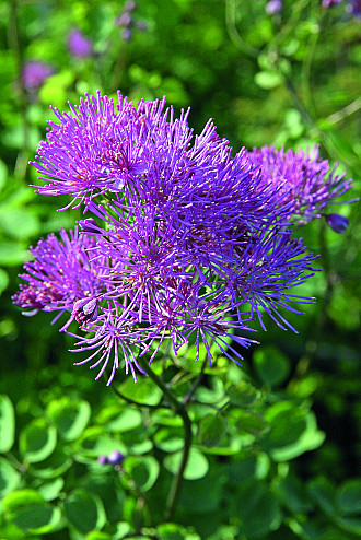 Thalictrum