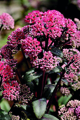 Sedum