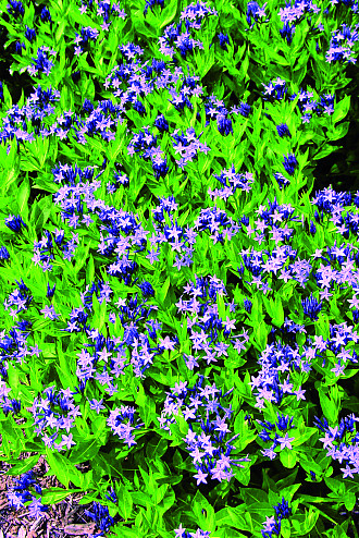 Amsonia