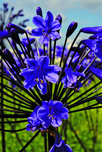 Agapanthus