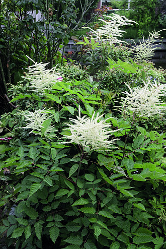 Aruncus