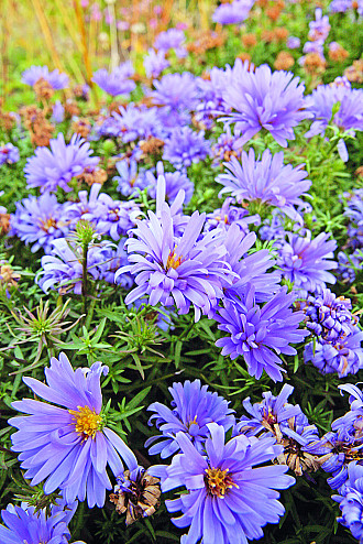 Aster