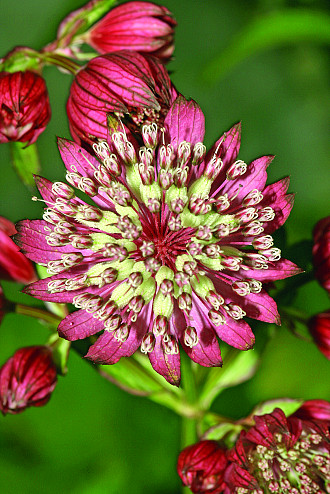 Astrantia
