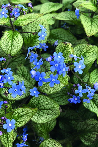 Brunnera