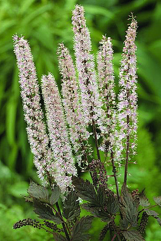 Cimicifuga