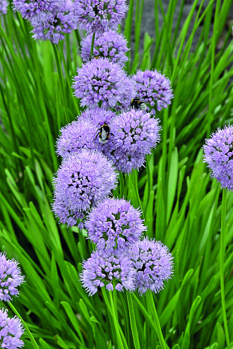 Allium